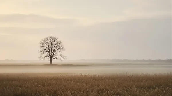 De spin Sebastiaan